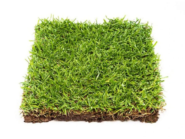 Sir Walter Buffalo instant turf