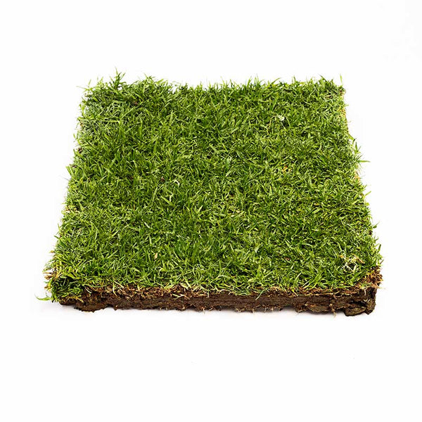 Premium Eureka Kikuyu VG instant turf