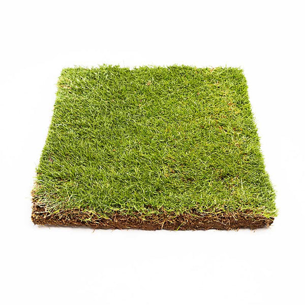TifTuf instant turf